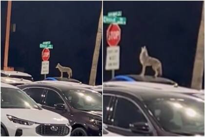Un coyote fue captado como en una escena de Hollywood