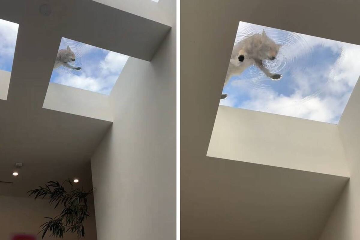 Un coyote fue captado cuando bebía agua acumulada en un tragaluz de una peluquería de California