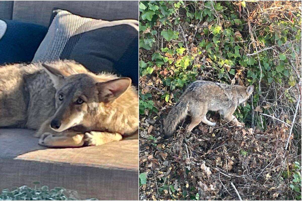 Un coyote fue descubierto en el deck de un jardín en California