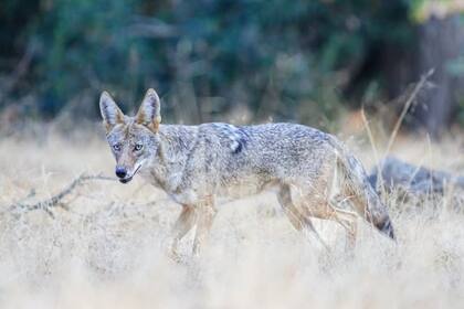 Un coyote hirió a dos niñas en el área de San Diego