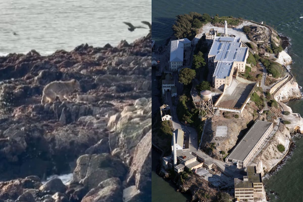 Un coyote nadó más de una milla en la bahía de San Francisco hasta llegar a la isla de Alcatraz (BBC/Flickr/Rüdiger Wölk)