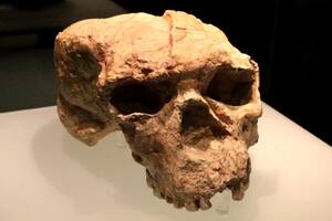 Un cráneo de más de un millón de años desafía las teorías sobre los orígenes de la especie humana