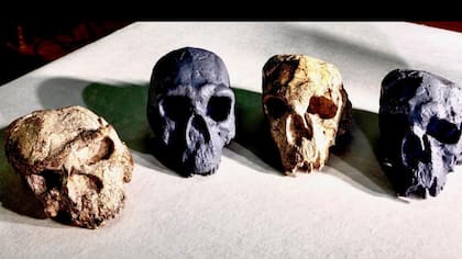 Los cráneos blancos son los fósiles originales distorsionados y los grises son réplicas que han sido corregidas por computadora