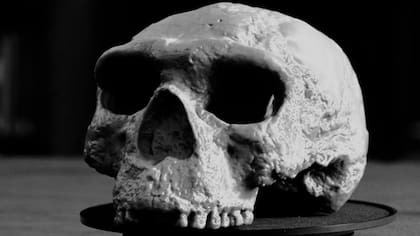 Una réplica del cráneo hallado en China, con una antigüedad de entre 940.000 y más de un millón de años, que está desafiando las teorías clásicas sobre el origen humano