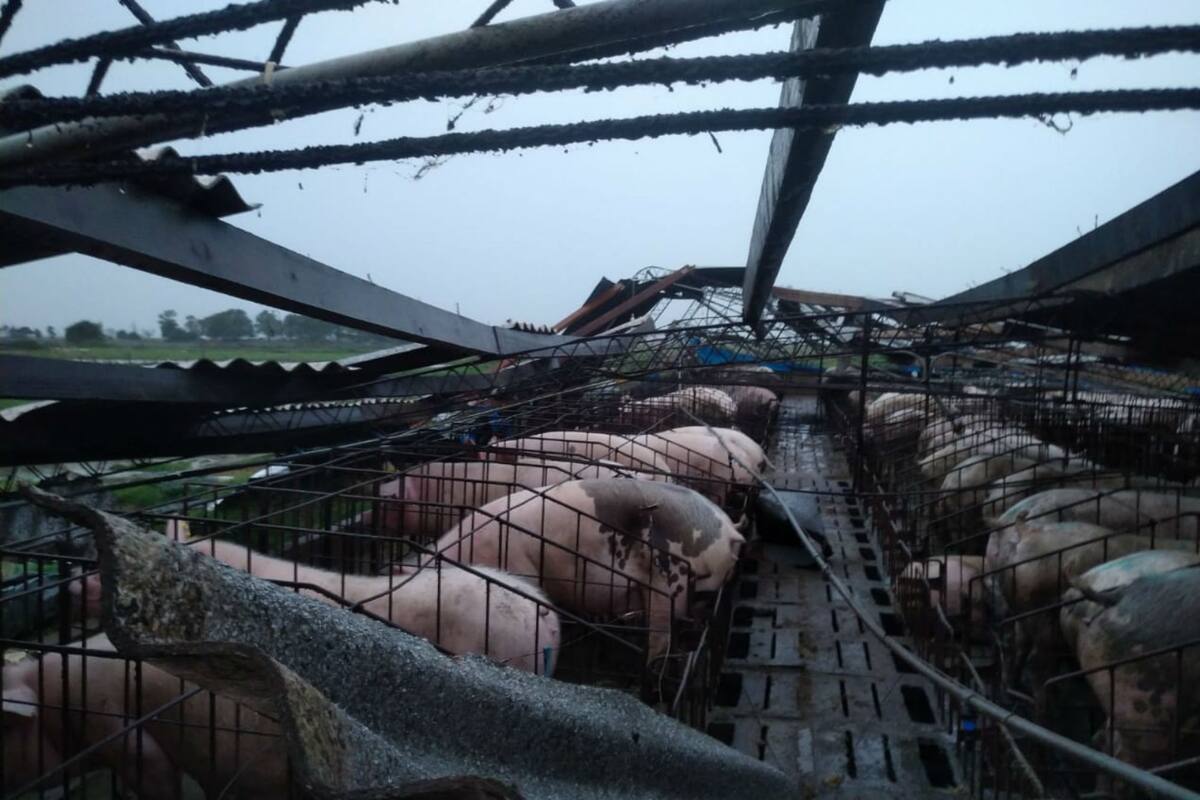 Un criadero de cerdos de Córdoba sufrió daños materiales de más de 3 millones luego de las fuertes lluvias del fin de semana