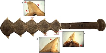 Un cuchillo con dientes de tiburón procedente de la isla Aua, en Papúa Nueva Guinea