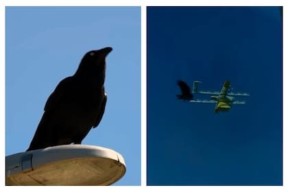 Un cuervo atacó un drone que transportaba una merienda a domicilio en Australia
