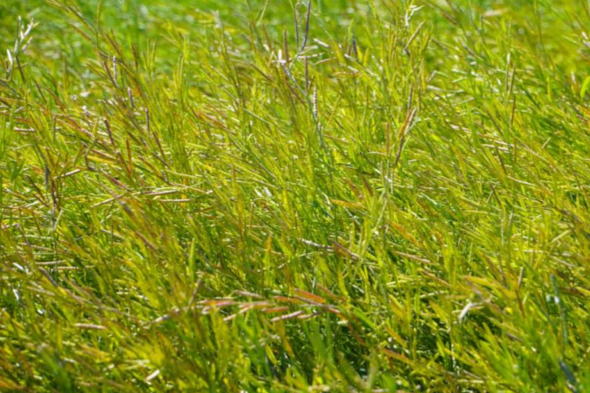 Un cultivo de carinata en Las Rosas, Santa Fe