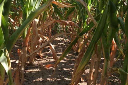 Las lluvias de las últimas horas trajeron alivio al campo en algunas regiones del país, pero fueron esquivas en zonas donde el maíz temprano está en estado crítico