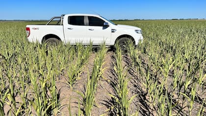 Un cultivo de maíz en el sur de Córdoba, afectado por la sequía. Debería tener un mayor desarrollo. Foto: Juan Pablo Ioele