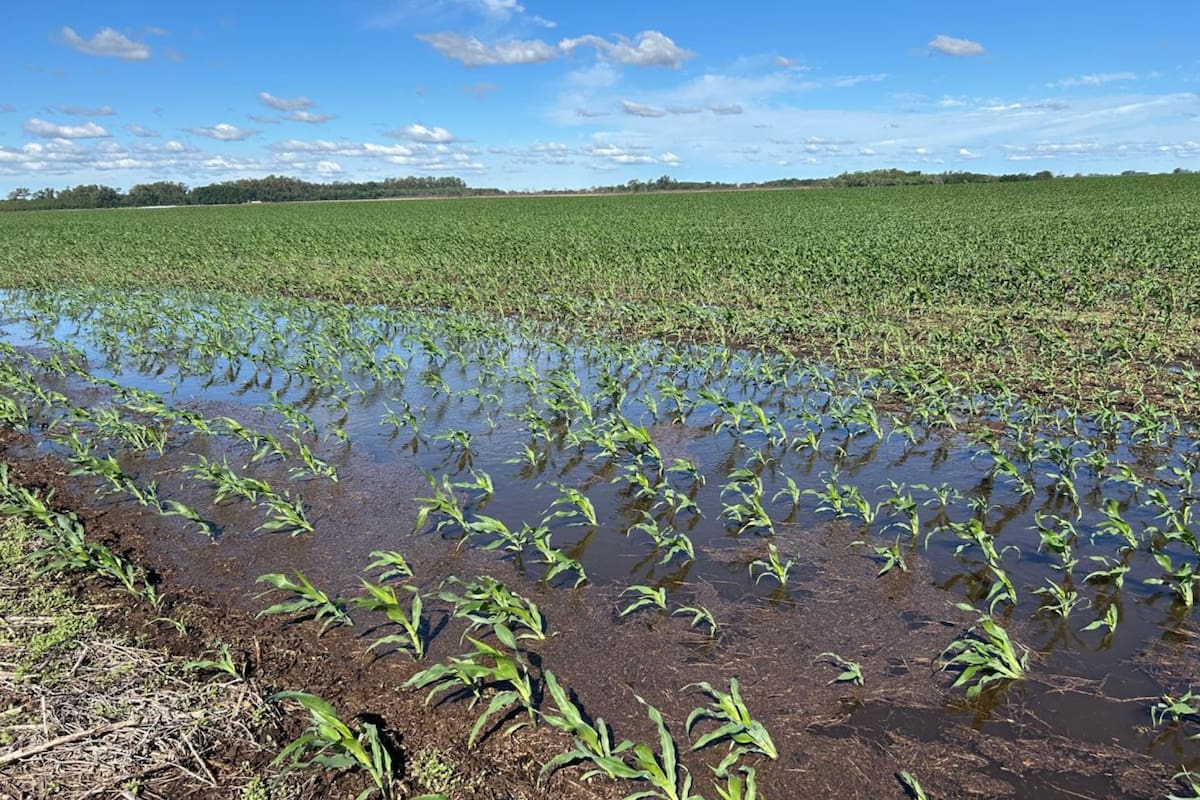 Un cultivo de maíz en Junín, provincia de Buenos Aires