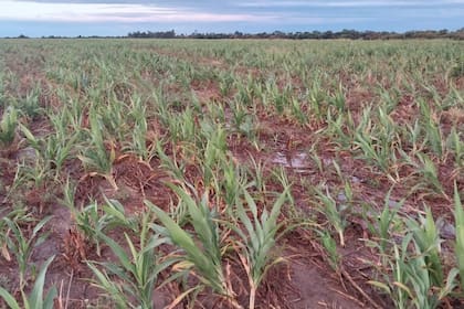 Un cultivo de maíz que tuvo que atravesar la sequía