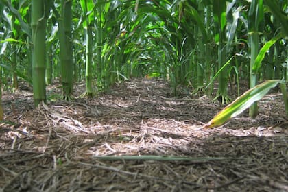 Un cultivo de maíz sobre rastrojo de vicia