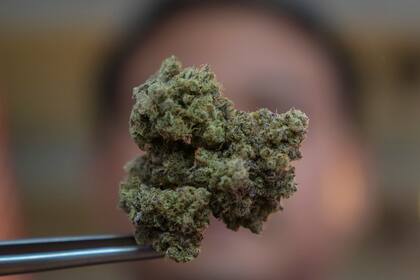 Un cultivo de marihuana en Bangkok, Tailandia