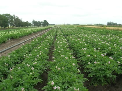 Una menor producción y caída de superficie impactaron sobre el cultivo