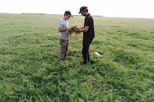 Un cultivo de servicio baja aproximadamente un 50% el impacto ambiental, si se quitan los herbicidas luego de una siembra de maiz, según un estudio del INTA Río Primero