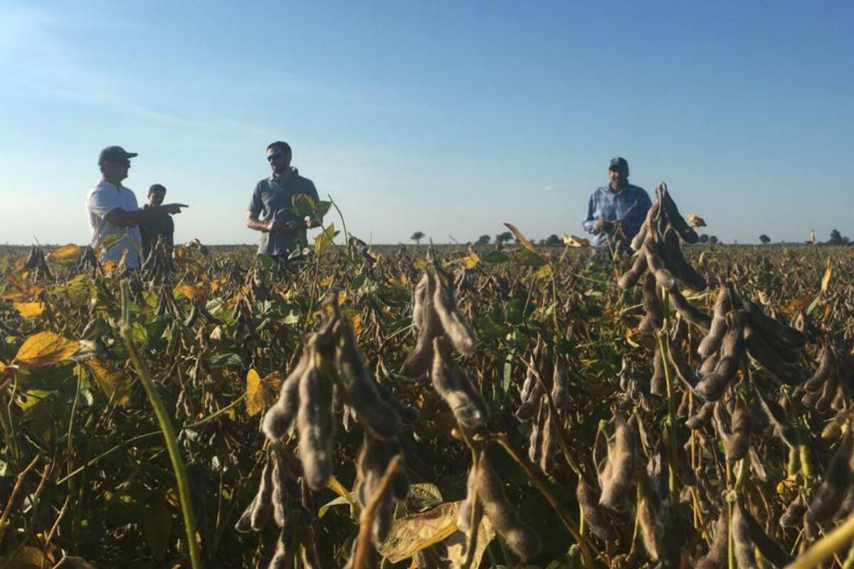 Un cultivo de soja con genética de Don Mario en Estados Unidos