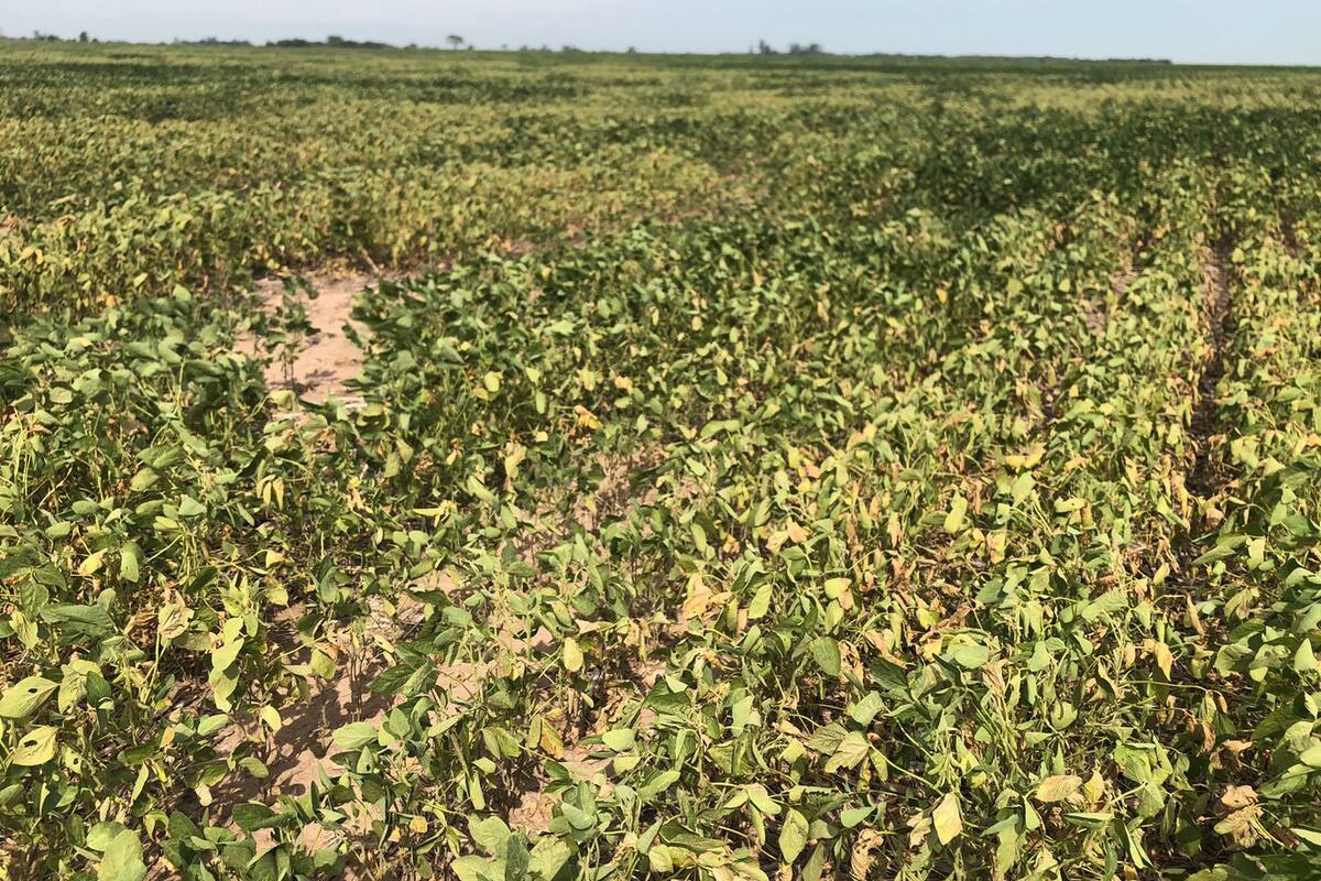 Un cultivo de soja destrozado por la sequía en Marcos Juárez, Córdoba