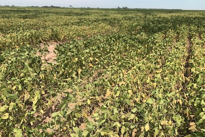 Un cultivo de soja destrozado por la sequía en Marcos Juárez, Córdoba