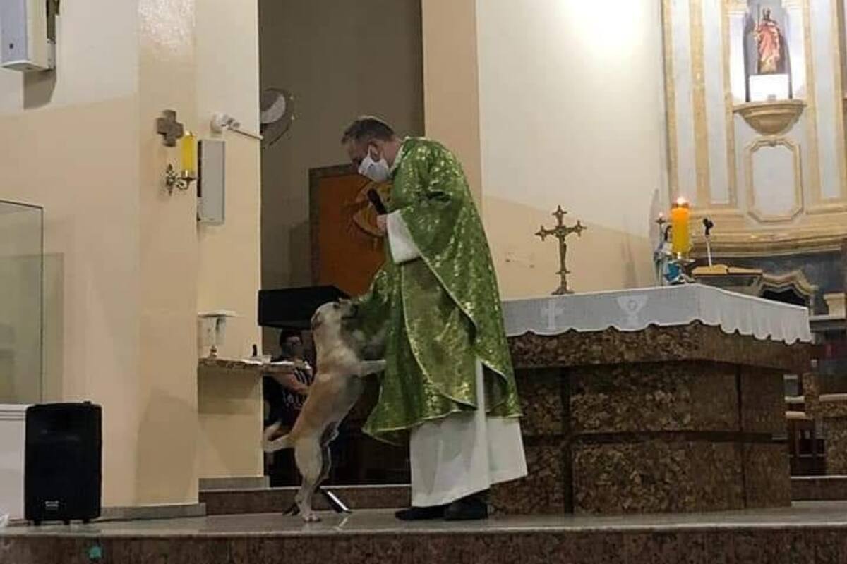 Un cura brasileño tiene un hogar de perros abandonados en la parroquia y los lleva a las misas para que sean adoptados