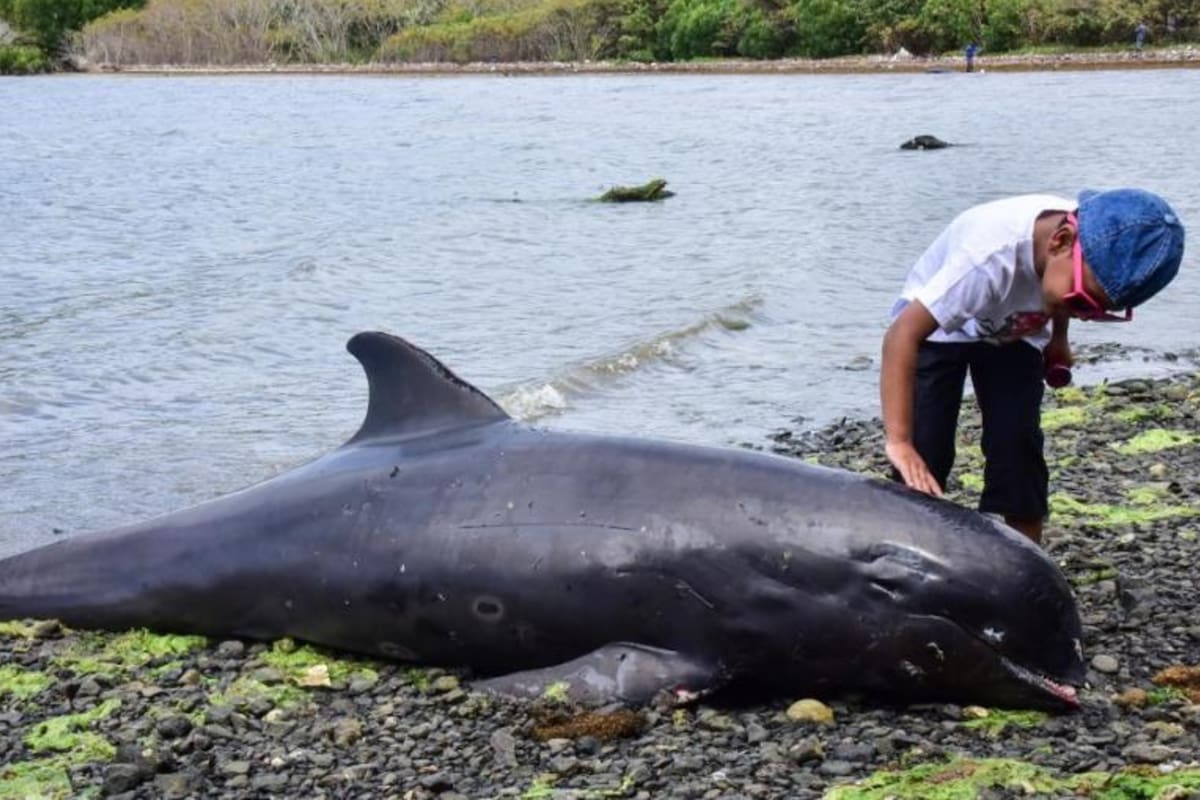 Un delfín muerto en la playa de Grand-Sable, en la costa de Mauricio (Beekash Roopun/LExpress Maurice)