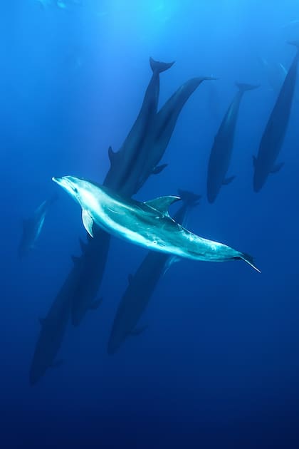 Un delfín nariz de botella junto a las falsas ballenas asesinas en la costa de la Isla Norte de Nueva Zelanda