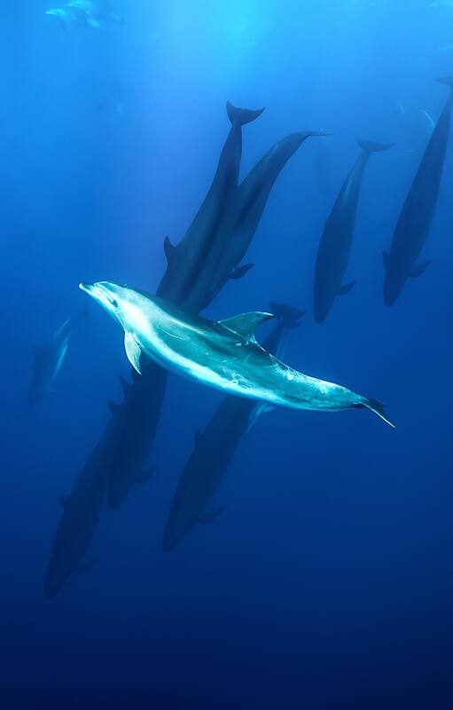 Un delfín nariz de botella junto a las falsas ballenas asesinas en la costa de la Isla Norte de Nueva Zelanda