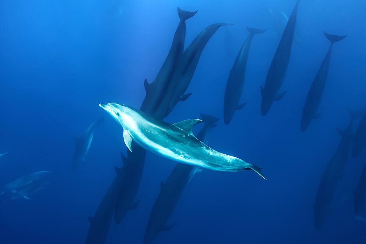 Un delfín nariz de botella junto a las falsas ballenas asesinas en la costa de la Isla Norte de Nueva Zelanda