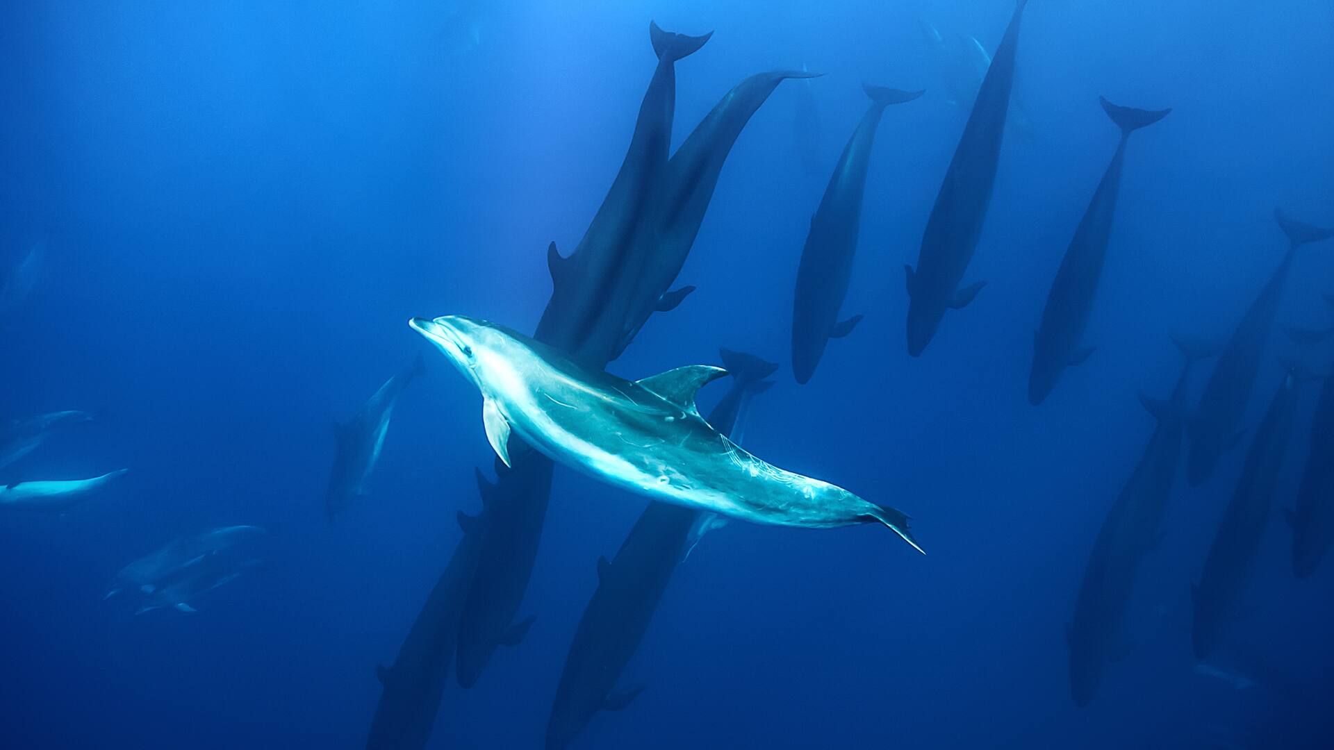 Un delfín nariz de botella junto a las falsas ballenas asesinas en la costa de la Isla Norte de Nueva Zelanda