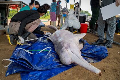 Un delfín rosado muerto en el lago Tefé, Brasil