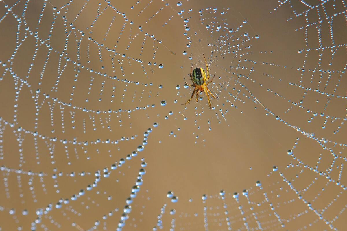 Un desarrollo de la universidad de Waterloo (Canadá) imita el diseño de las telarañas para capturar la humedad del aire
