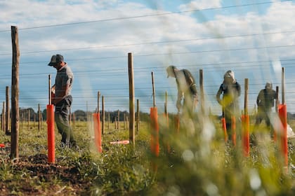 Un desarrollo inmobiliario de la costa atlántica tendrá experiencias exclusivas ligadas al mundo del vino