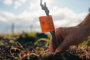 Venden casas con jardín de viñedos y buscan convertir una zona en un nuevo mapa del vino argentino