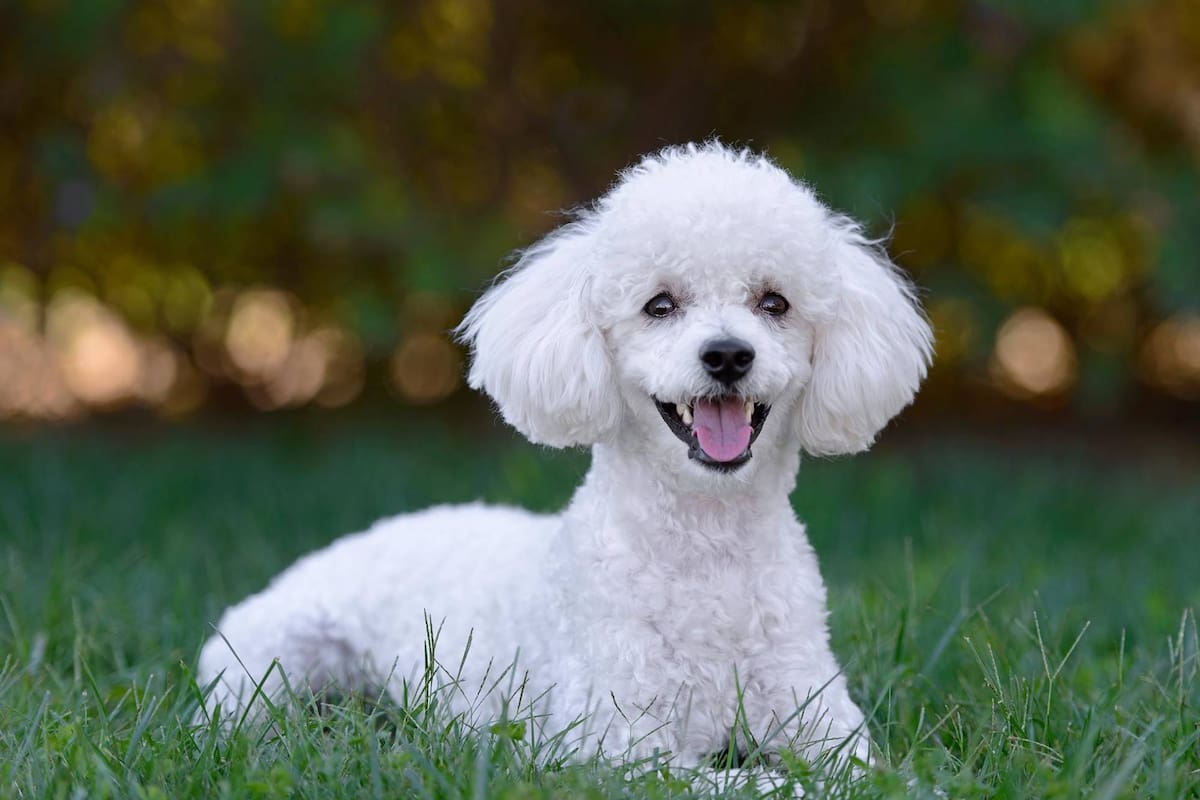 Un desfavorecedor cambio de look para el perro