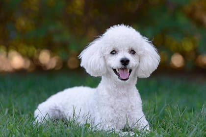 Un desfavorecedor cambio de look para el perro