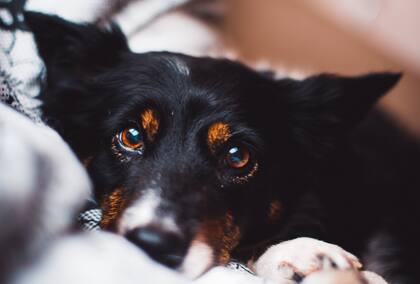 Un detalle de los ojos de los perros llamó la atención de muchos