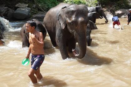 Un día en la Reserva de Elephant Jungle Sanctuary en Chaing Mai de Tainlandia