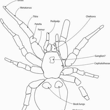 Un dibujo de cómo era la araña Megamonodontium mccluskyi, cuyo fósil fue hallado en Australia