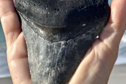un diente de megalodón de casi 17 centímetros de largo fue encontrado en Carolina del Sur