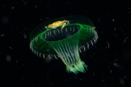Un diminuto cangrejo se aferra a una medusa a la deriva