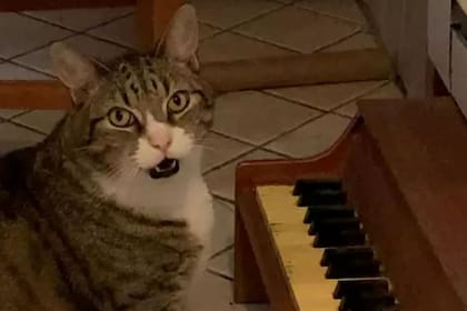 Un divertido gato aprendió a reclamar su comida tocando el piano y maullando a la vez