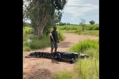 Un domador de cocodrilos y estrella de la televisión australiana consiguió que el reptil gigante se mueva del camino en pocos segundos (Instagram)
