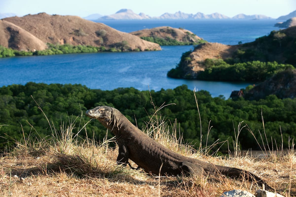 Un dragón de comodo en la isla Rinca, en Indonesia
