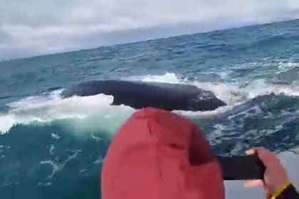 Un ejemplar adulto de ballena franca austral se acercó al gomón donde varias personas tomaban un curso de timonel
