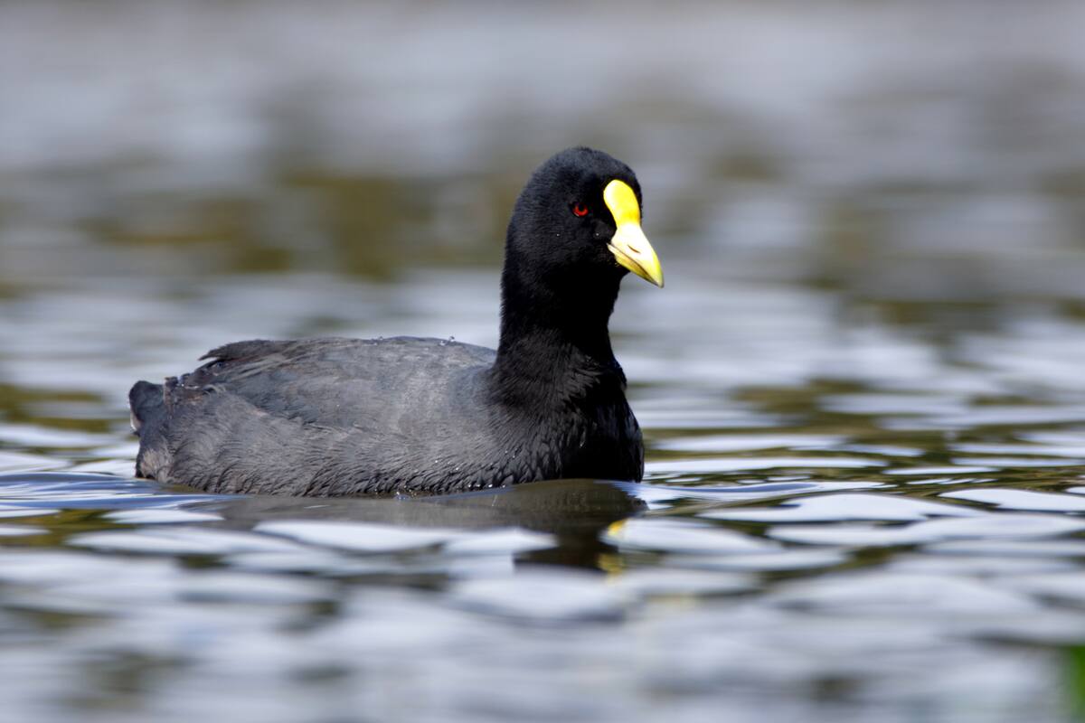 Un ejemplar de gallareta
