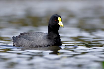 Un ejemplar de gallareta