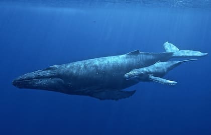 Un ejemplar de ballena jorobada.