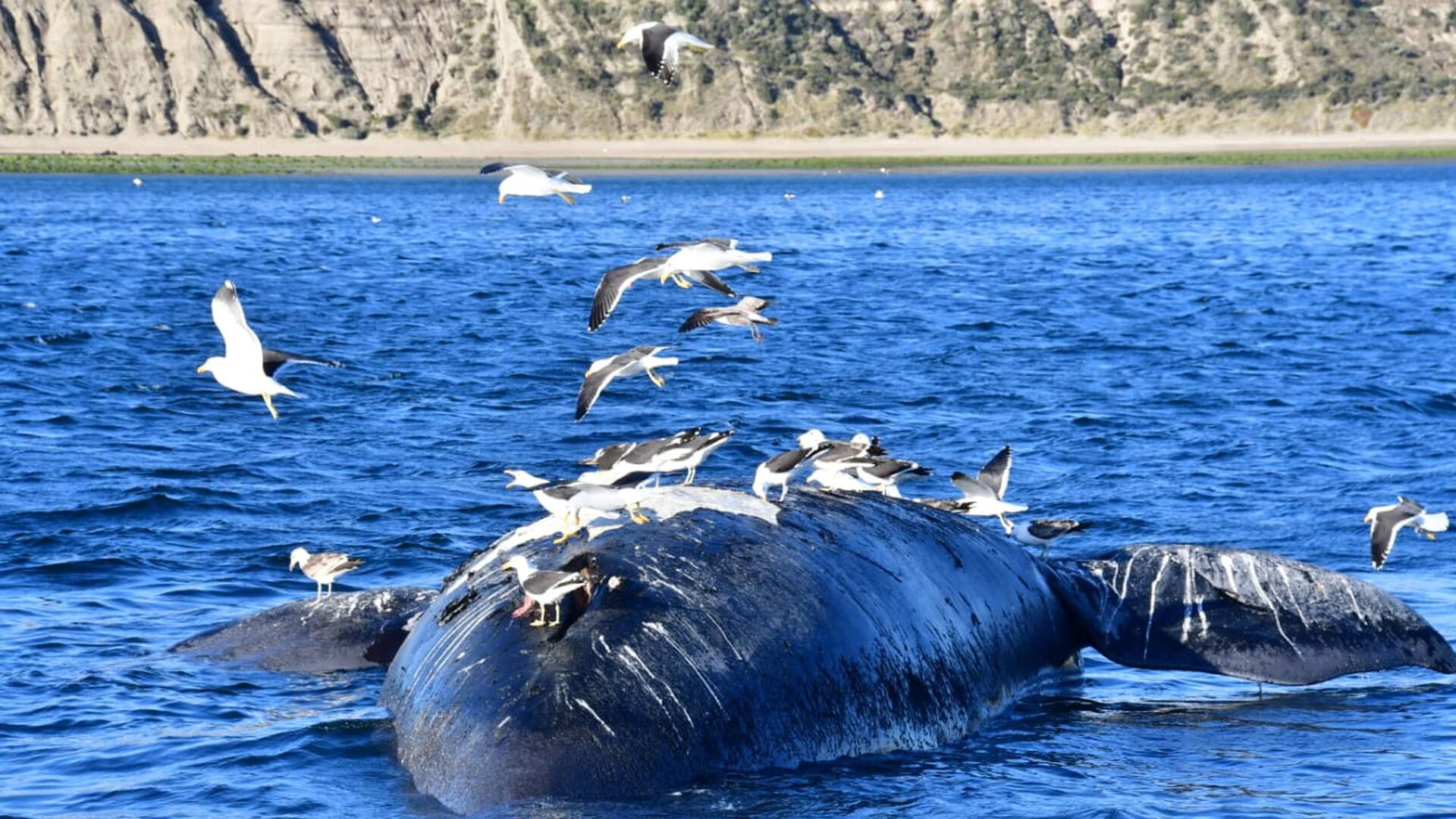 Un ejemplar de ballena franca muerto en la costa de Puerto Madryn