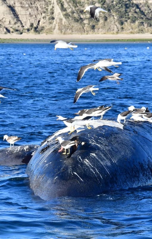 Un ejemplar de ballena franca muerto en la costa de Puerto Madryn