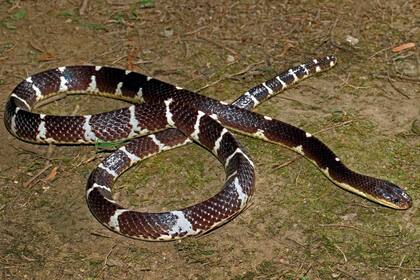 Un ejemplar de Bungarus suzhenae, la variedad de serpiente de Krait recientemente descubierta